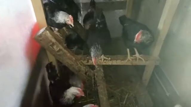 01.05.2018 г. Продаем лишних петухов загорских лососевых смотреть онлайн