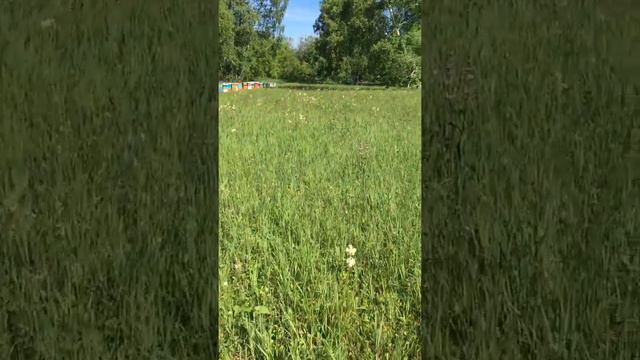 Тихое рабочее утро пасеки смотреть онлайн