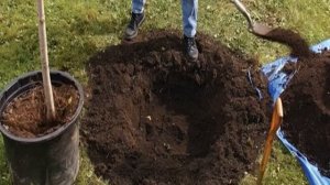 Абрикос Жигулевский Сувенир