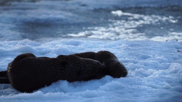 Mating game! Otters! Prince Albert National Park смотреть онлайн