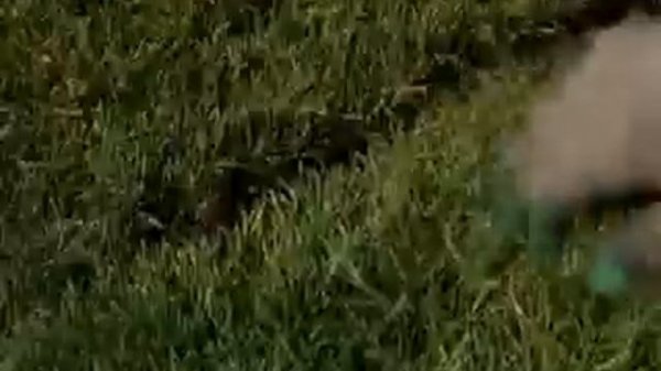 MEGAZON_za_den2_DiVx