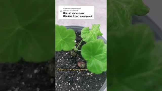 Обрезка герани 🍁 осенью. смотреть онлайн
