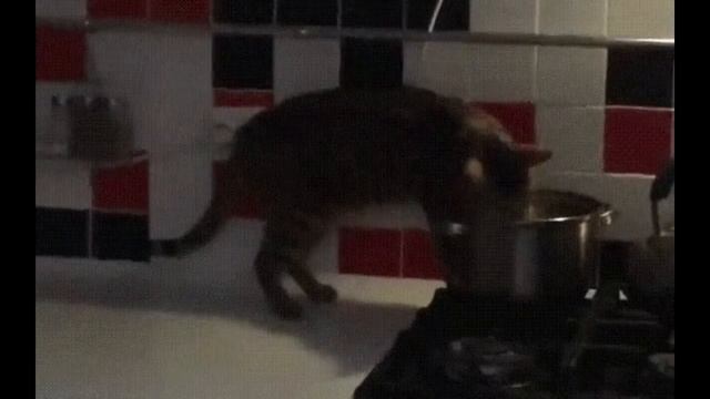 SUPER CAT#1 (СУПЕР КОТЯТА) смотреть онлайн