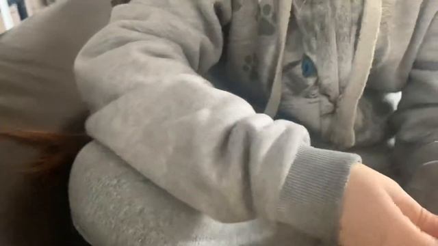 Игрушка Кошечки-Собачки