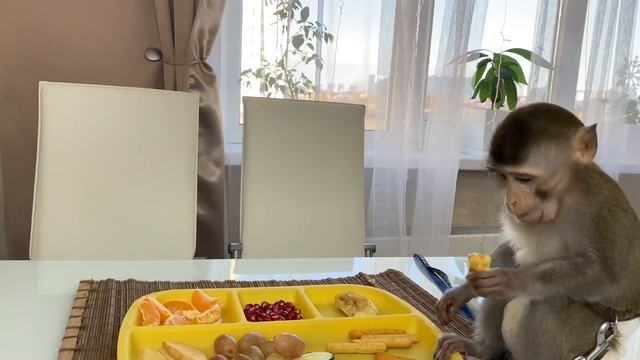 Тимоша как ребёнок малый ?? обезьян накормлен и доволен ?❤️#babymonkey #обезьяна #monkey