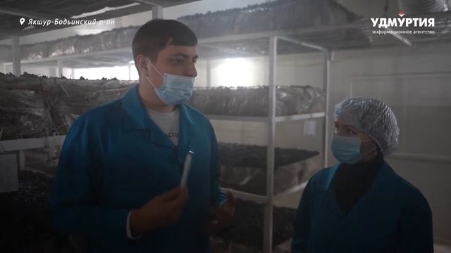 НОВОСТИ УДМУРТИИ | Выращивание шампиньонов в Удмуртии смотреть онлайн