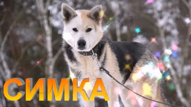 БЕЛАЯ ПОЛОСА смотреть онлайн