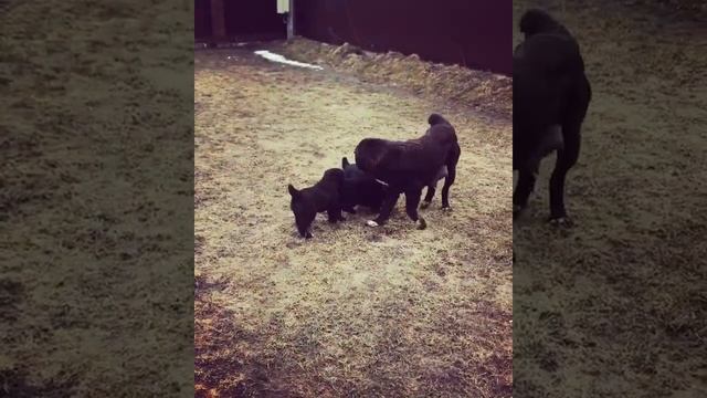 САО, алабай, чёрный азиат, среднеазиатская овчарка, шикарные щенки , вязка Спб, Газван смотреть онлайн