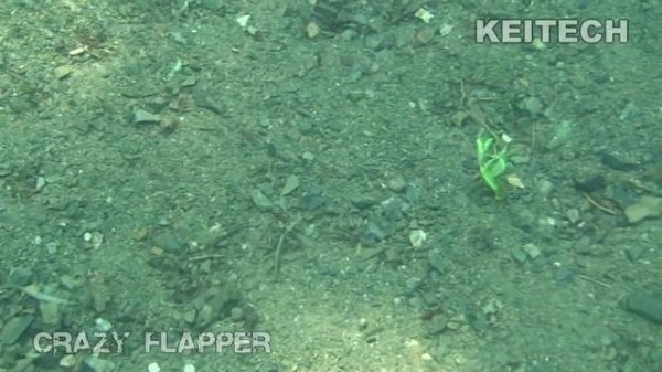 Убойная приманка на щуку. KEITECH CRAZY FLAPPER.