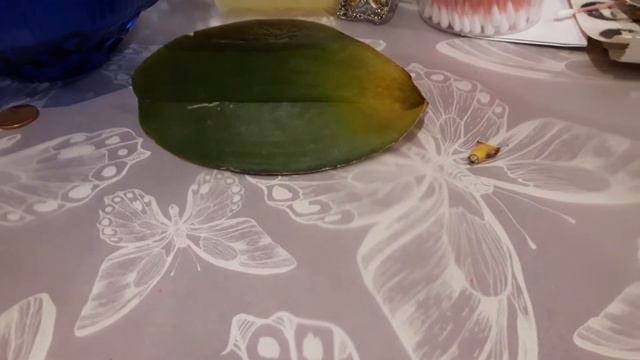 Нужно ли покупать уценённые орхидеи? смотреть онлайн