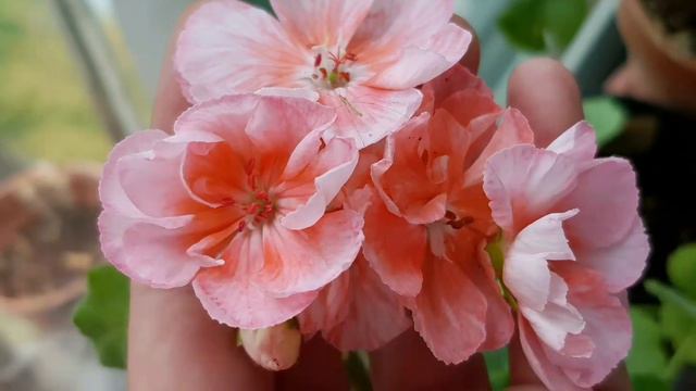 회복하는 가을 제라늄 꽃들 pelargonium 💮🌸 смотреть онлайн