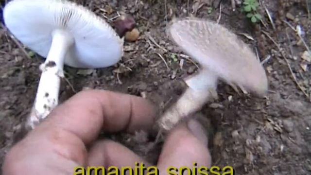 amanita_spissa.mpeg смотреть онлайн