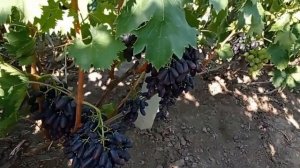 @Виноград Яся  Шикарный кишмиш  Вкусный виноград