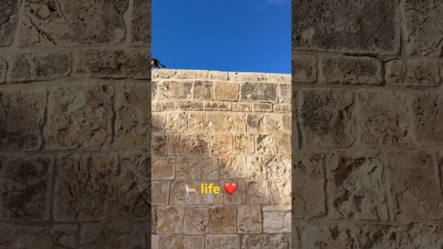 Dome of the Rock | cat 🐈 | life | normality | смотреть онлайн