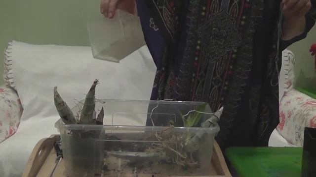 Лекция № 3: Деление и пересадка катасетума (Ctsm pileatum x Susan Fuchs) смотреть онлайн