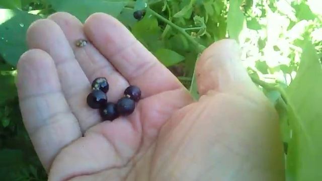 Тещины будни.Паслён.Средство от аллергии. смотреть онлайн