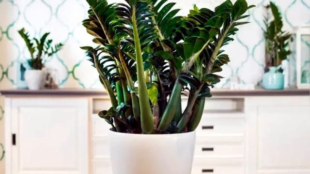 Долларовое дерево: уход за цветком в домашних условиях