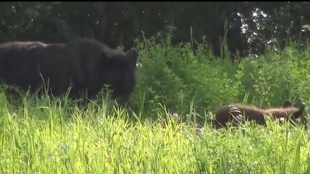 Релаксация.Relaxing.Музыка(ASMR)  для успокоения нервной системы и хорошего сна.