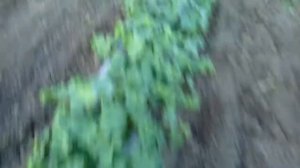 Дыня Амал под Агроволокном 15 мая Крым