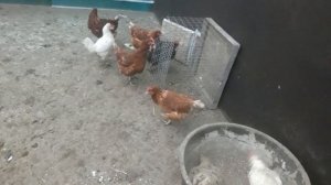 ???ВАННЫ ИЗ ЗОЛЫ ДЛЯ КУР???