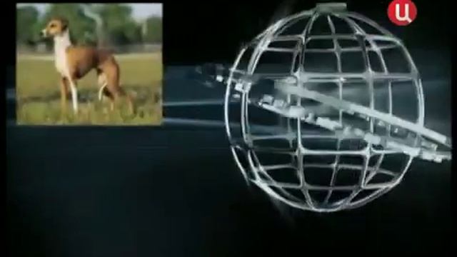 Все породы собак. Итальянская левретка смотреть онлайн