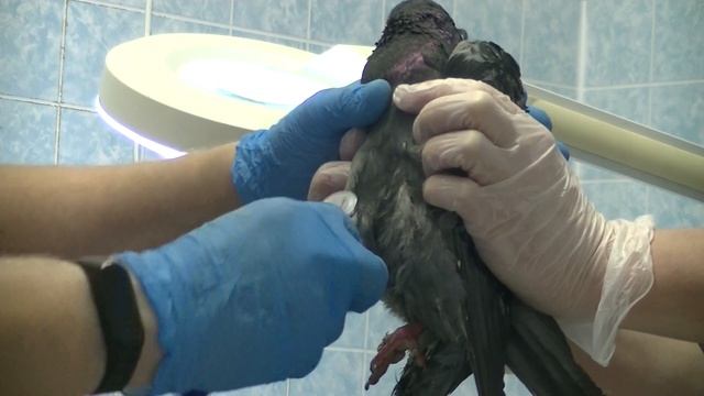 Школа ветврача орнитолога. Аускультация голубя смотреть онлайн