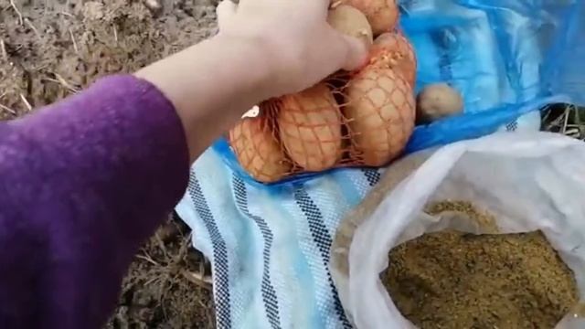 Картошка будет расти как на дрожжах| Посадите так картофель| Самый лучший способ посадки картофеля| смотреть онлайн