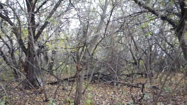 #110 Село Мордовский Карай. Малый Карай.Природа села.Осень. смотреть онлайн