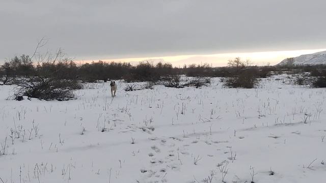 Элитные Волкодавы в снегу. смотреть онлайн