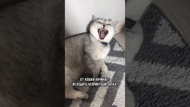 Как понять, что котика скоро не станет #кот #кошка #short смотреть онлайн