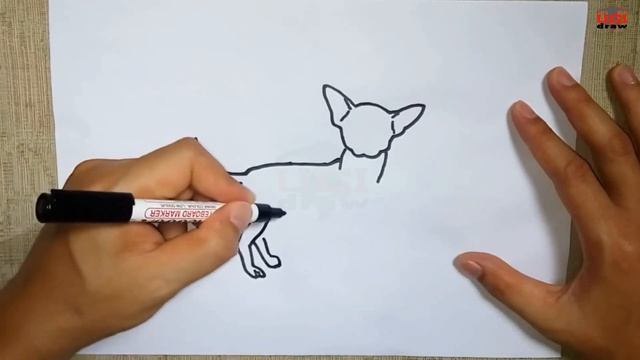 How to Draw a Cute Chihuahua Outline Drawing – Easy Chiwawa Dog Sketch Tutorial Step by Step смотреть онлайн