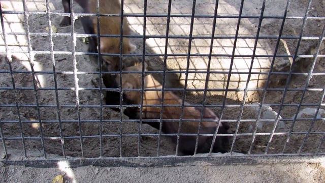 Кустарниковые собачки 30.08.17г.Новосибирский зоопарк им.Р.А.Шило смотреть онлайн