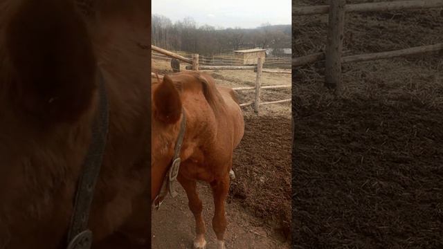 лошадка смотреть онлайн