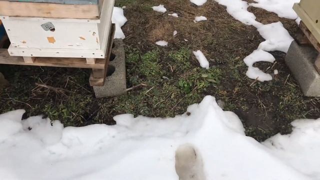 Зимовка продолжается... или как зимуют слабышки в ульях из ППС смотреть онлайн