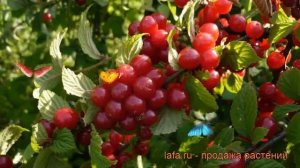 Вишня войлочная Натали (prunus tomentosa) ? вишня Натали обзор: как сажать саженцы вишни Натали