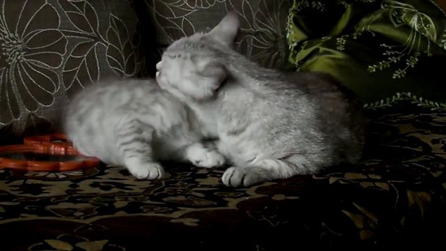 scottish straight смотреть онлайн