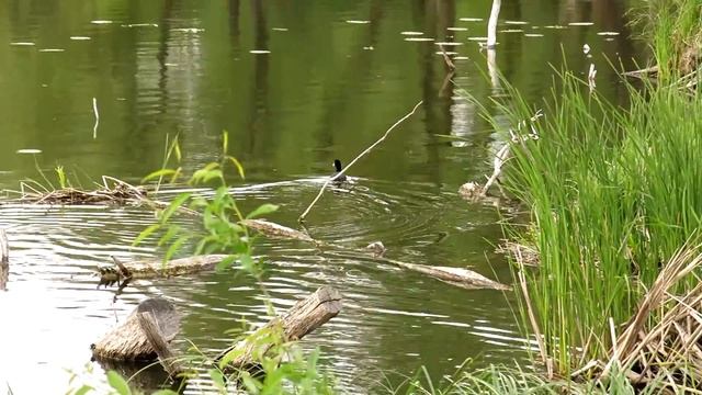 Лысуха смотреть онлайн