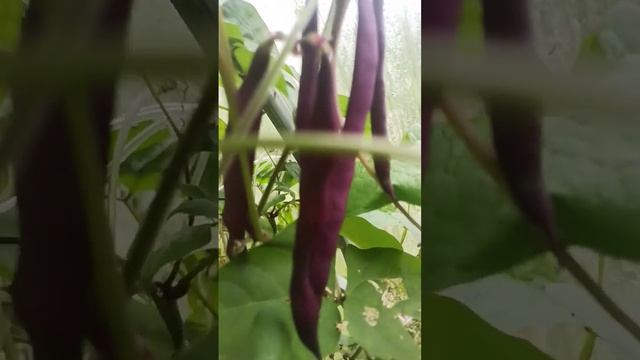 Сиреневая фасоль в моём саду? смотреть онлайн