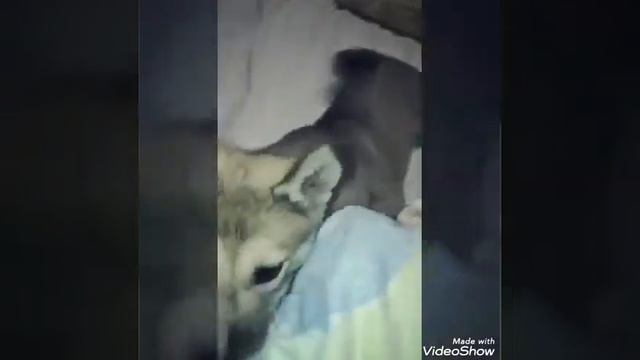 Big dog| большая собака. смотреть онлайн