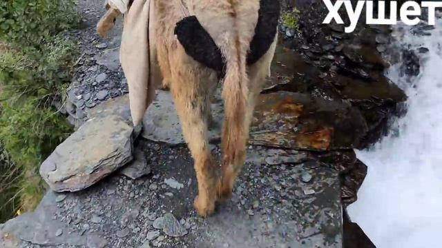 Караван ишаков, в с Хушет. смотреть онлайн