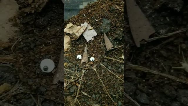 Liphistius googly eyes смотреть онлайн