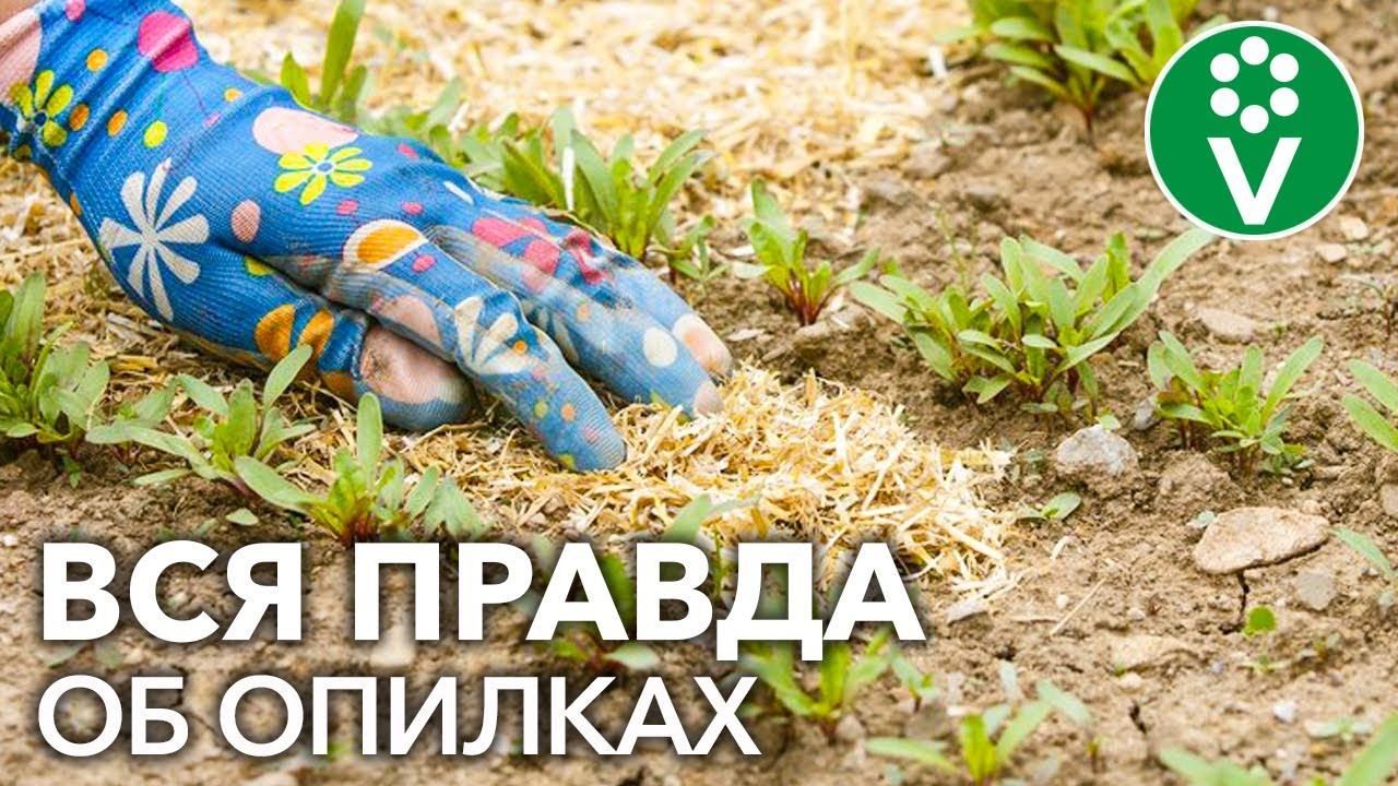 ОПИЛКИ В ОГОРОДЕ: ПОЛЬЗА ИЛИ ВРЕД? Вся правда об опилках смотреть онлайн