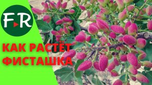 Бизнес на фисташках. Как выращивают фисташки? Фисташка в Армении и России