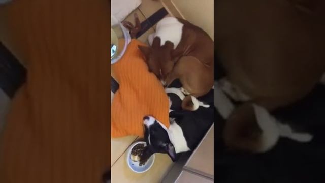 Басенджи спит и лает во сне смотреть онлайн