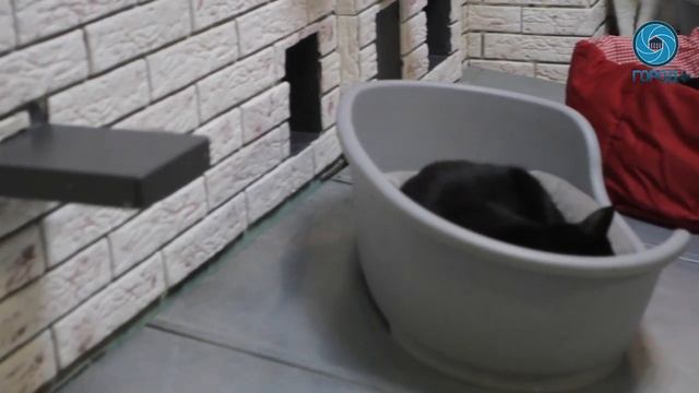 Черные коты в счастливые руки смотреть онлайн