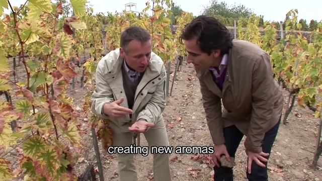 Disznókő - La Magie du Botrytis / The Magic of the Botrytis - 3/4 смотреть онлайн