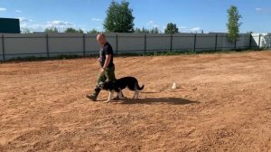 Дрессировка щенка с нуля (день 9)