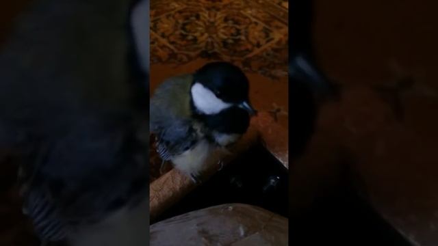 Синица Иван, проснулся и прилетел рано утром в спальню чтобы разбудить "родителей") смотреть онлайн