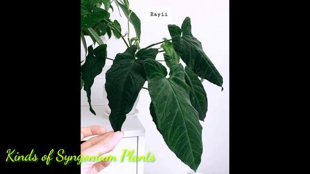 Kinds of Syngonium Plants смотреть онлайн
