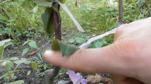 Прививка окулировкой - когда пересаживать дерево. Показываю на конкретном примере